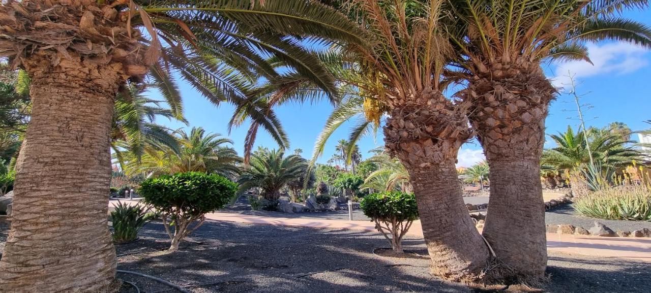 Oasis Royal 3 Piscinas - Fibra óptica * Corralejo